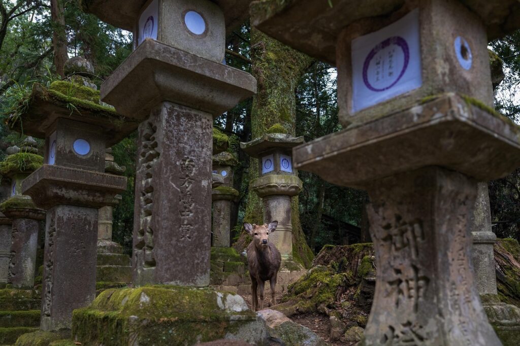 sika deer, deer, inquisitive, curious, nara park, nara, japan, natural treasure, wild, wildlife, lanterns, nature, japan, japan, japan, japan, japan, nature, nature