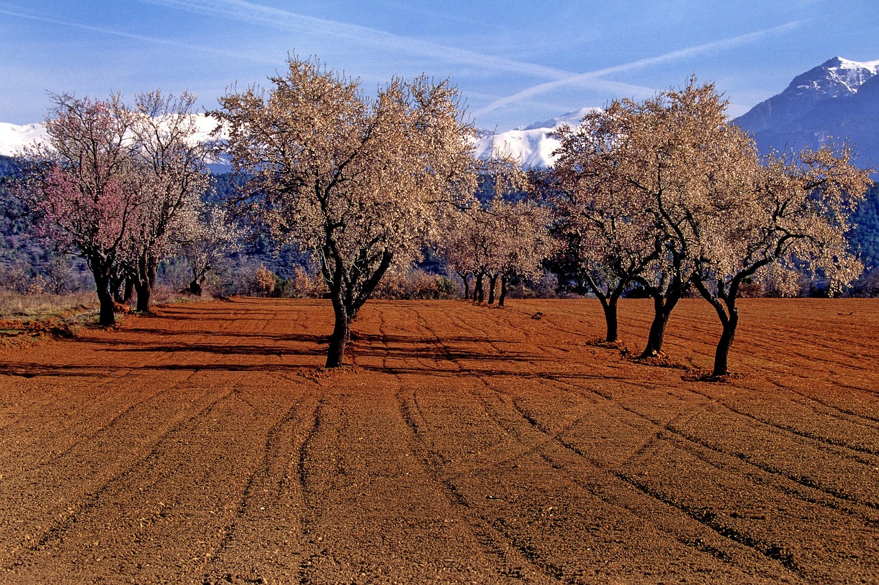 almond, trees, aragon, nature, almond, almond, aragon, aragon, aragon, aragon, aragon