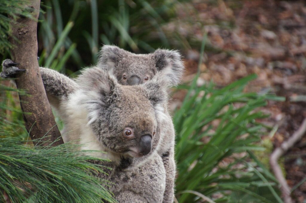 koala, australia, koala bear, lazy, relax, animal, natural reserve, philip island, cozy, cute, nature, ashen koala, baby koala, cub, infant